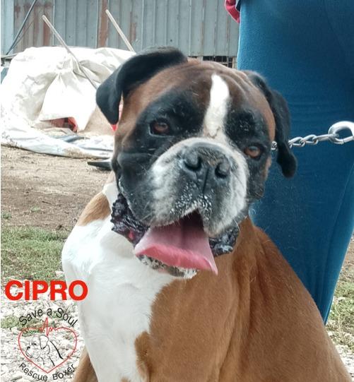 cipro boxer puro di 5 anni in adozione Foto 2